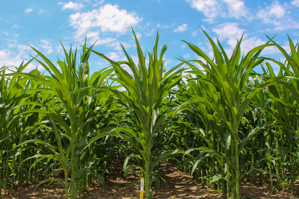 premier ag corn growing